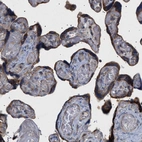 Immunohistochemical staining of human placenta shows moderate membranous-cytoplasmic positivity in trophoblastic cells.