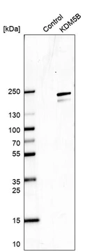Western blot analysis in control (vector only transfected HEK293T lysate) and KDM5B over-expression lysate (Co-expressed with a C-terminal myc-DDK tag (~3.1 kDa) in mammalian HEK293T cells, LY401985).