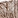 Anti-SYNRG Antibody