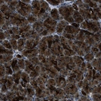 Immunohistochemical staining of human pancreas shows strong cytoplasmic-membranous positivity in exocrine glandular cells.