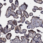 Immunohistochemical staining of human placenta shows weak cytoplasmic positivity in trophoblastic cells.