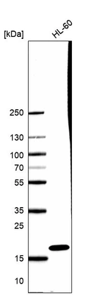 Western blot analysis in human cell line HL-60.