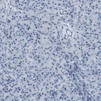 Immunohistochemical staining of human pancreas shows no positivity in exocrine glandular cells.