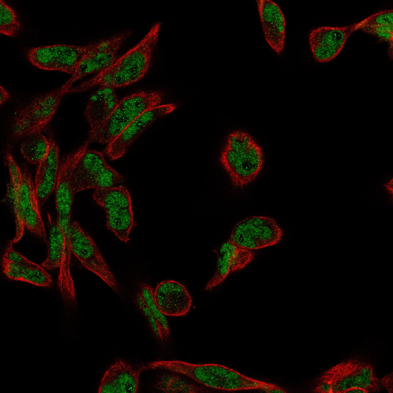 Anti-FANCL Antibody