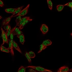 Anti-FANCL Antibody