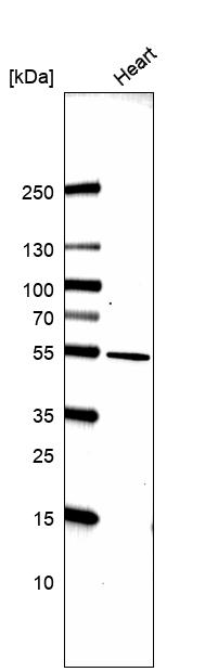 Anti-LRRC2 Antibody