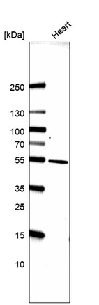 Anti-LRRC2 Antibody