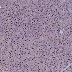 Immunohistochemical staining of human pancreas shows strong nuclear positivity in exocrine glandular cells.