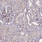 Immunohistochemical staining of human kidney shows moderate nuclear positivity in cells in tubules and cells in glomeruli.