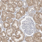 Immunohistochemical staining of human kidney shows moderate cytoplasmic positivity in cells in tubules.