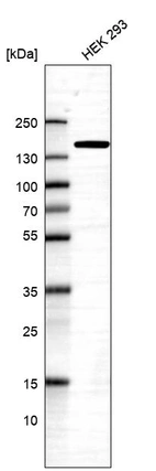 Anti-PFAS Antibody