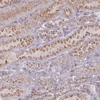 Immunohistochemical staining of human kidney shows strong positivity in cytoplasm granular in cells in tubules.