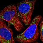 Immunofluorescent staining of the human cell line U-2 OS using Anti‑NDUFB11 antibody HPA030367, showing protein localization to the mitochondria (green). Microtubules and nuclei are visualized in red and blue, respectively (where applicable)