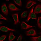 Anti-EHMT2 Antibody