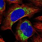 Immunofluorescent staining of human cell line U-2 OS shows localization to mitochondria.