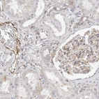 Immunohistochemical staining of human kidney shows moderate cytoplasmic positivity in glandular cells and endothelial cells.