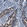Anti-CYP2C9 Antibody