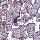 Immunohistochemical staining of human placenta shows very weak cytoplasmic positivity in trophoblastic cells.