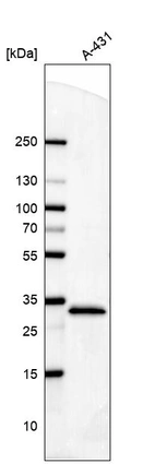 Western blot analysis in human cell line A-431.