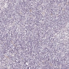 Immunohistochemical staining of human tonsil tissue show no positivity in non-germinal center cells as expected.
