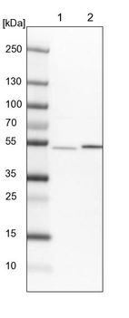 Lane 1: NIH-3T3 cell lysate (Mouse embryonic fibroblast cells)_br/_Lane 2: NBT-II cell lysate (Rat Wistar bladder tumour cells)