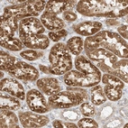 Immunohistochemical staining of human kidney shows strong cytoplasmic positivity in cells in tubules with additional nuclear membranous positivity.