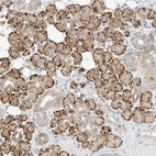 Immunohistochemical staining of human salivary gland shows strong cytoplasmic positivity in glandular cells with additional nuclear membranous positivity.