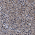 Immunohistochemical staining of human pancreas shows weak cytoplasmic positivity in exocrine glandular cells.