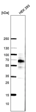 Western blot analysis in human cell line HEK 293.
