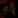 Anti-RFX8 Antibody