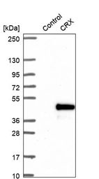 Western blot analysis in control (vector only transfected HEK293T lysate) and CRX over-expression lysate (Co-expressed with a C-terminal myc-DDK tag (~3.1 kDa) in mammalian HEK293T cells, LY424645).