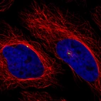 Immunofluorescence staining of HeLa cells using the anti-CDK5RAP2 monoclonal antibody, showing specific staining of the centrosome in green. Microtubule- and nuclear probes are visualized in red and blue, respectively (where available).
