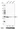 Anti-MCU Recombinant Antibody