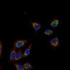 Immunofluorescence staining of A549 cells using the Anti-MCU monoclonal antibody, showing specific staining in the mitochondria in green. Microtubule- and nuclear probes are visualized in red and blue, respectively (where available).