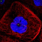 Immunofluorescence staining of A431 cells using the anti-CDK5RAP2 monoclonal antibody, showing specific staining of the centrosome in green. Microtubule- and nuclear probes are visualized in red and blue, respectively (where available).