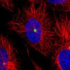 Immunofluorescence staining of U251 cells using the anti-CDK5RAP2 monoclonal antibody, showing specific staining of the centrosome in green. Microtubule- and nuclear probes are visualized in red and blue, respectively (where available).