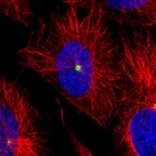 Immunofluorescence staining of U251 cells using the anti-CDK5RAP2 monoclonal antibody, showing specific staining of the centrosome in green. Microtubule- and nuclear probes are visualized in red and blue, respectively (where available).