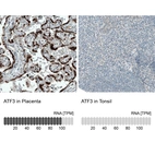 Immunohistochemistry analysis in human placenta and tonsil tissues using AMAb90909 antibody. Corresponding ATF3 RNA-seq data are presented for the same tissues.