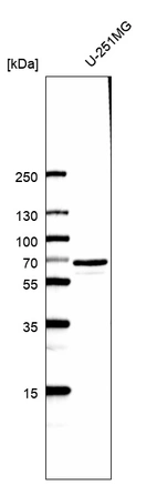 Western blot analysis in human cell line U-251MG.