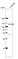 Anti-NLRP3 Recombinant Antibody