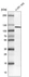 Anti-NLRP3 Recombinant Antibody