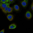 Immunofluorescence staining of U-87 MG cells using the Anti-NLRP3 monoclonal antibody, showing specific staining in the cytosol in green. Microtubule- and nuclear probes are visualized in red and blue, respectively (where available).