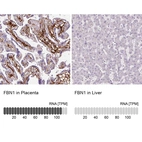 Immunohistochemistry analysis in human placenta and liver tissues using AMAb90584 antibody. Corresponding FBN1 RNA-seq data are presented for the same tissues.