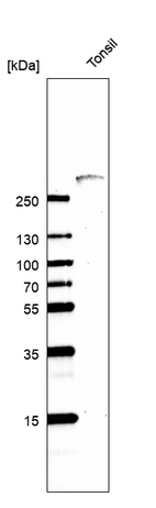 Western blot analysis in human tonsil tissue.