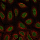 Immunofluorescence staining of U-2 OS cells using the Anti-SATB2 monoclonal antibody, showing specific staining in the nucleoplasm in green. Microtubule- and nuclear probes are visualized in red and blue, respectively (where available).