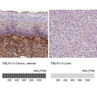 Immunohistochemistry analysis in human cervix, uterine and liver tissues using AMAb90696 antibody. Corresponding FBLN1 RNA-seq data are presented for the same tissues.