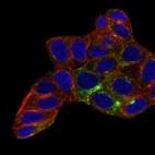 Immunofluorescence staining of RT-4 cells using the Anti-FBLN1 monoclonal antibody, showing specific staining in vesicles in green. Microtubule- and nuclear probes are visualized in red and blue, respectively (where available).