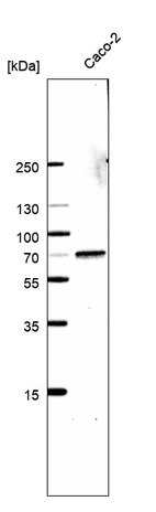 Western blot analysis in human cell line Caco-2.