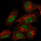 Immunofluorescence staining of A549 cells using the Anti-HNF1B monoclonal antibody, showing specific staining in the nucleus staining in green. Microtubule- and nuclear probes are visualized in red and blue, respectively (where available).