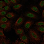 Immunofluorescence staining of U-2 OS cells using the Anti-REST monoclonal antibody, showing specific staining in the nucleoplasm in green. Microtubule- and nuclear probes are visualized in red and blue, respectively (where available).